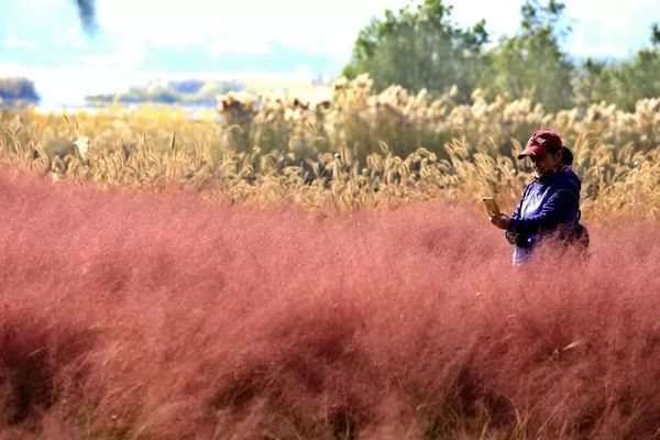 气愤!"网红花海"三天被毁,什么东西一旦沾上"网红"就玩完?