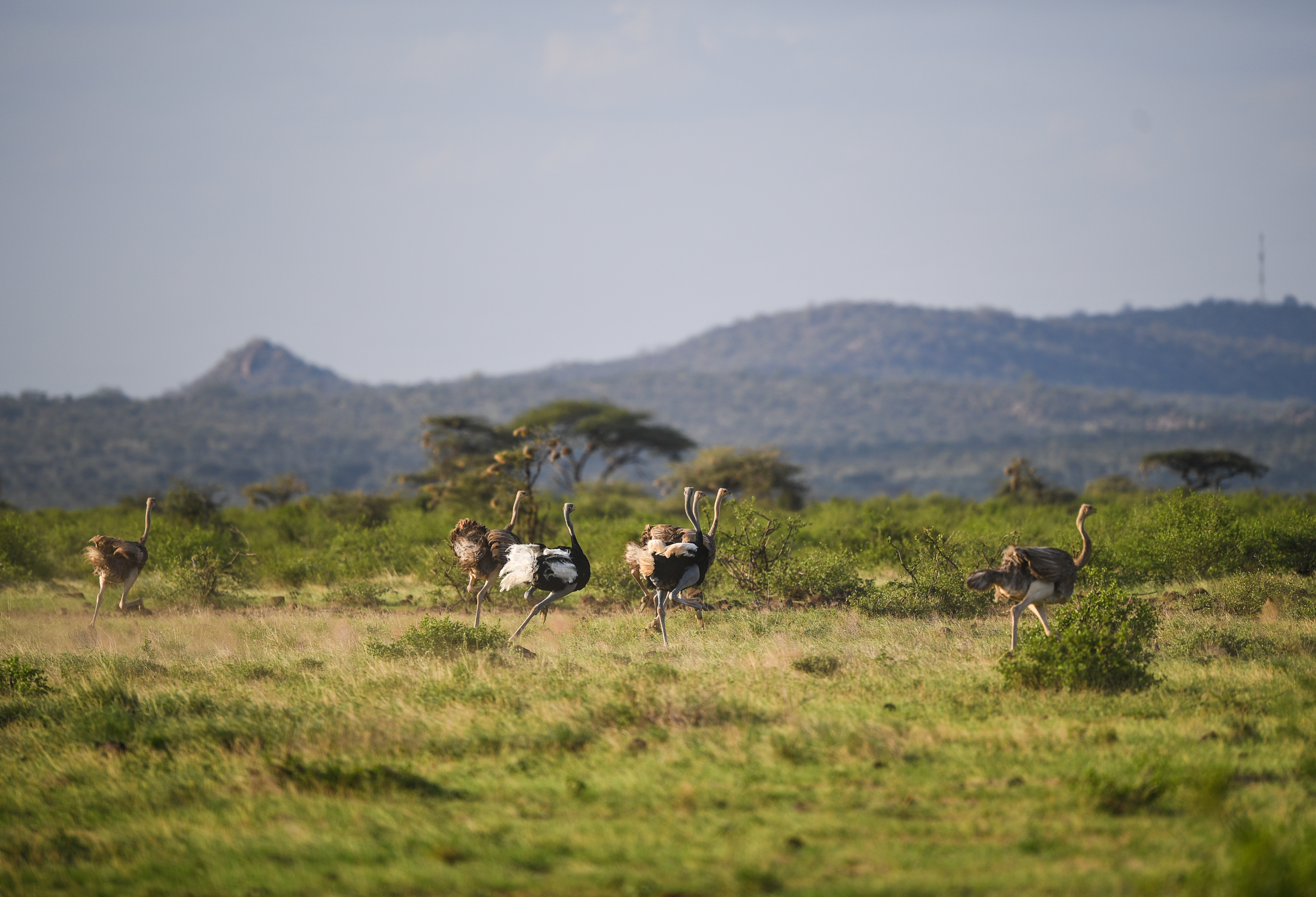 初见肯尼亚桑布鲁国家公园(8)