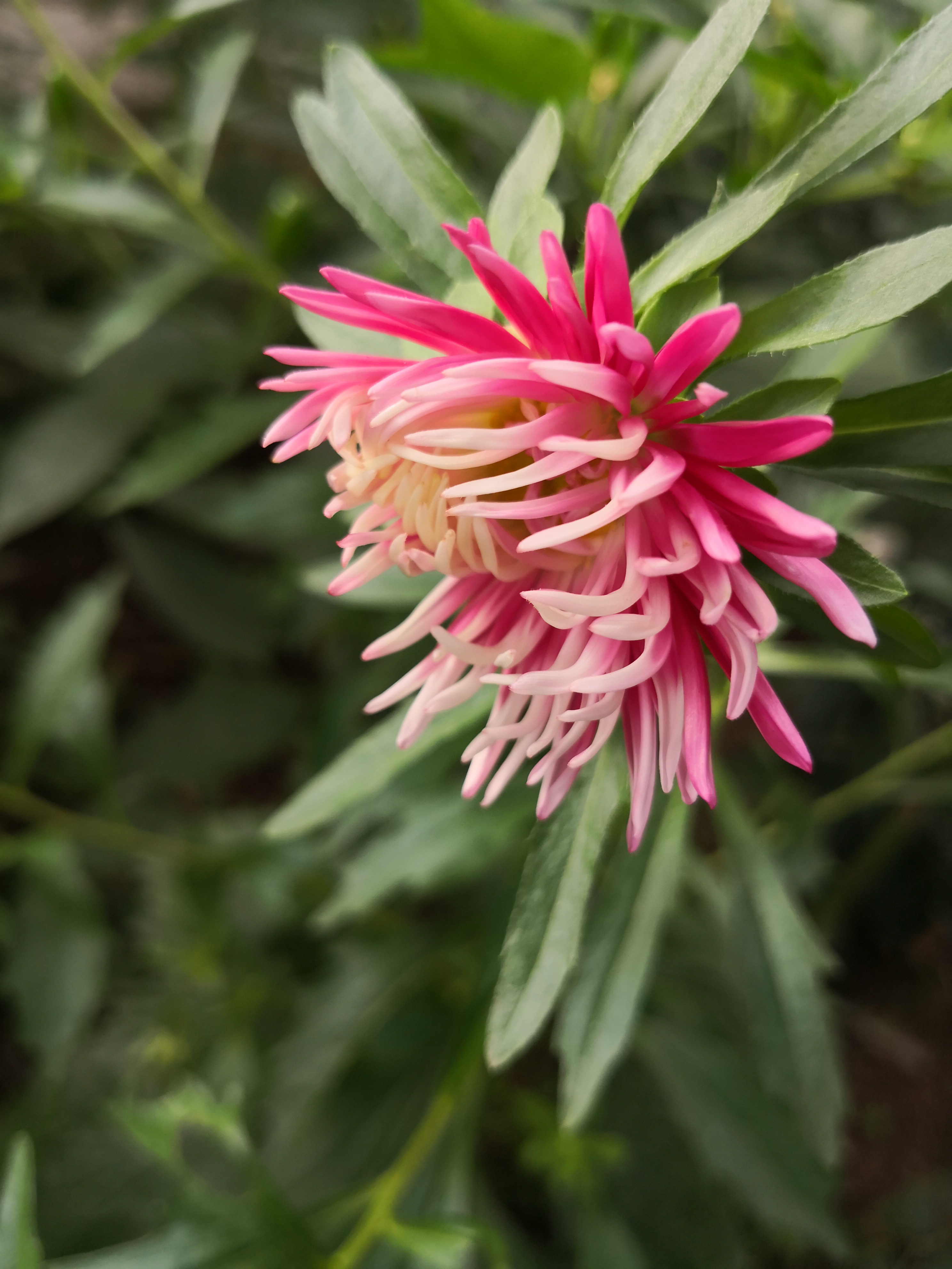 翠菊为什么是爱情的象征呢?因为它有让人过目不忘的美