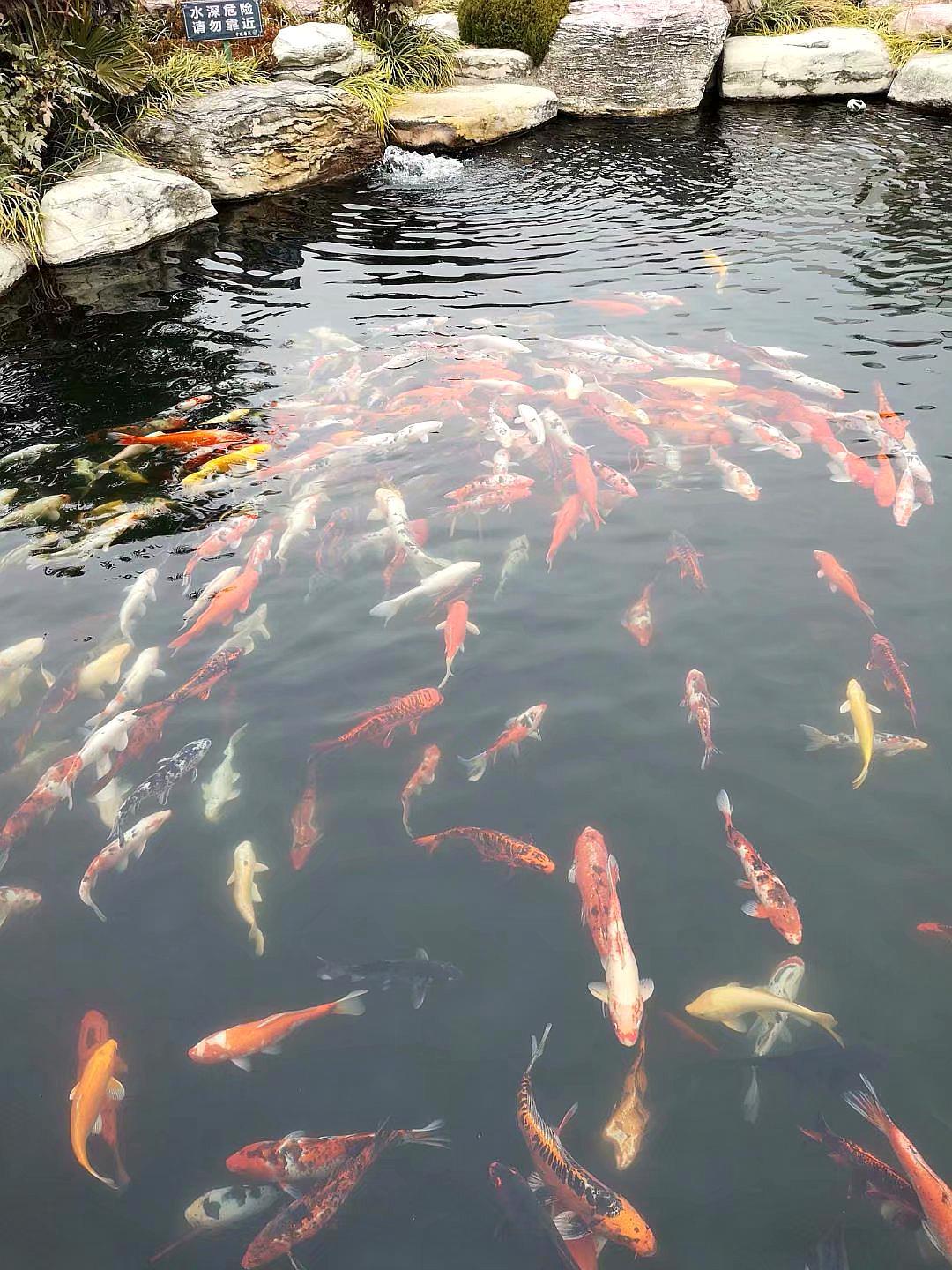 西安拙政园,锦鲤成群向我游来