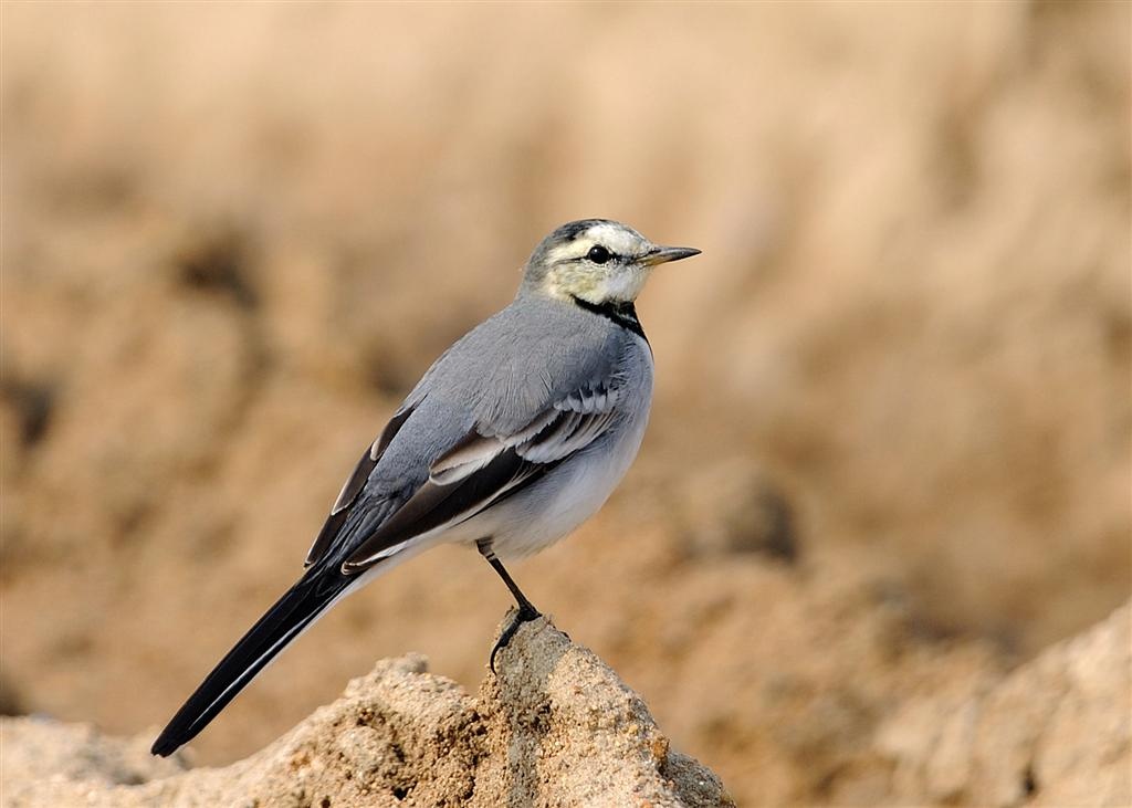 对白鹡鸰你了解多少?白鹡鸰知识大全