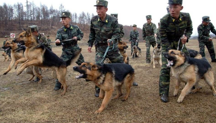 军用犬种图片