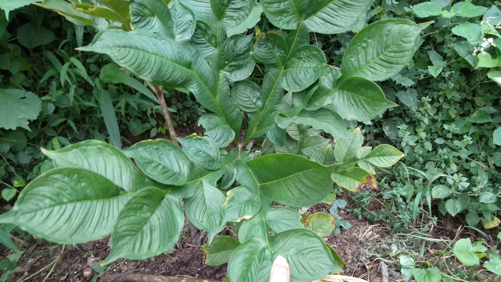 菜园旁一种魔芋,全身都有毒,被称为"肠道清道夫",认识吗?