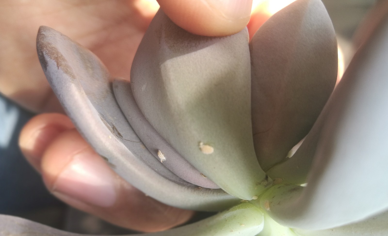 多肉上的介壳虫很难清除,这个药剂效果好,无毒性但价格贵!