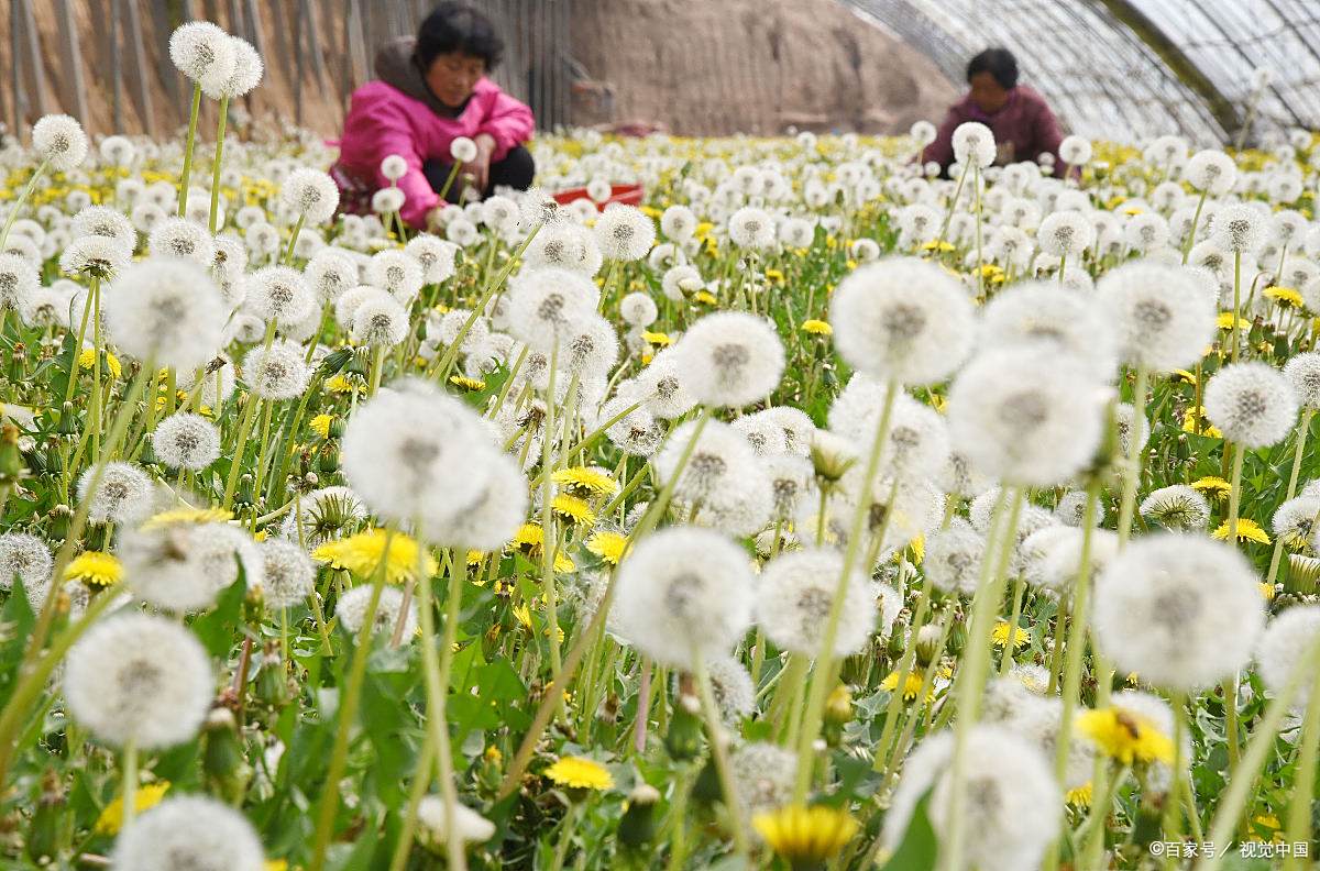 蒲公英种植 - 2020年最新商品信息聚合专区 - 百度爱采购