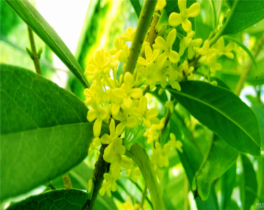 桂花在养护期间,出现了病虫害,要怎么进行防治?