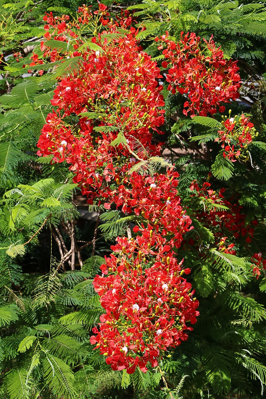 凤凰树是热带地区的常见树种,形态独特,树干高大挺拔,树冠宽阔,叶子为