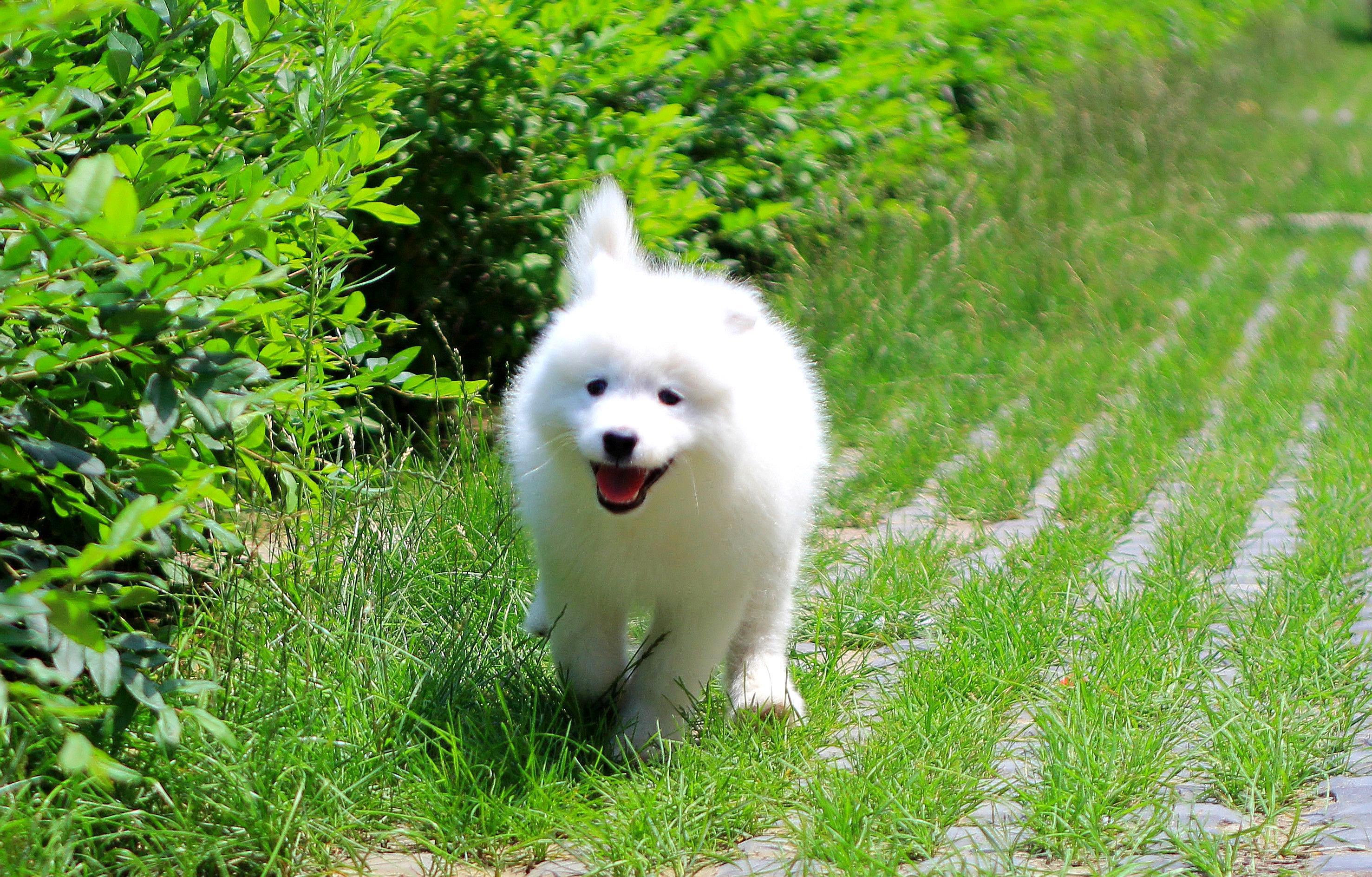 萨摩耶犬出现呕吐症状的原因是什么,主人应该做什么