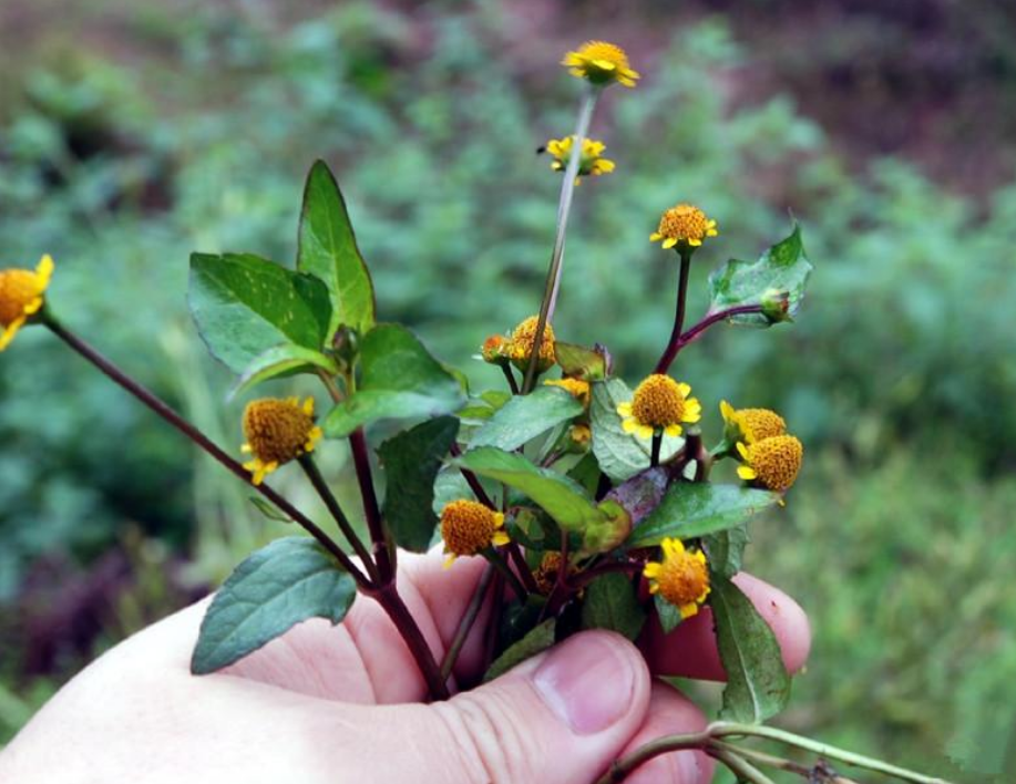 农村有种"野草",不仅能治牙疼,还可以用它缓解毒蛇咬伤