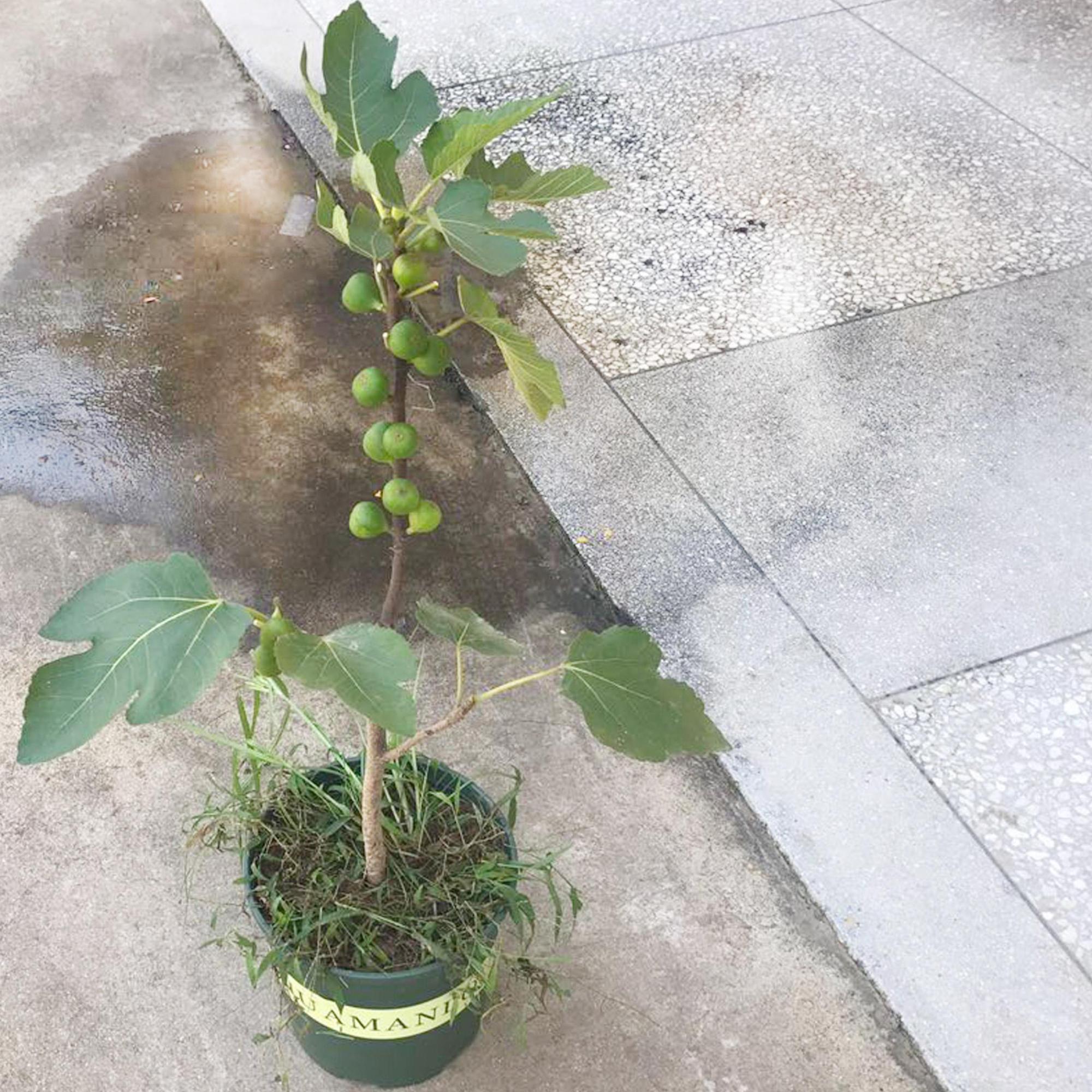 绿萝扔了吧!盆栽一棵无花果!当年就结果,果实多到吃不完!