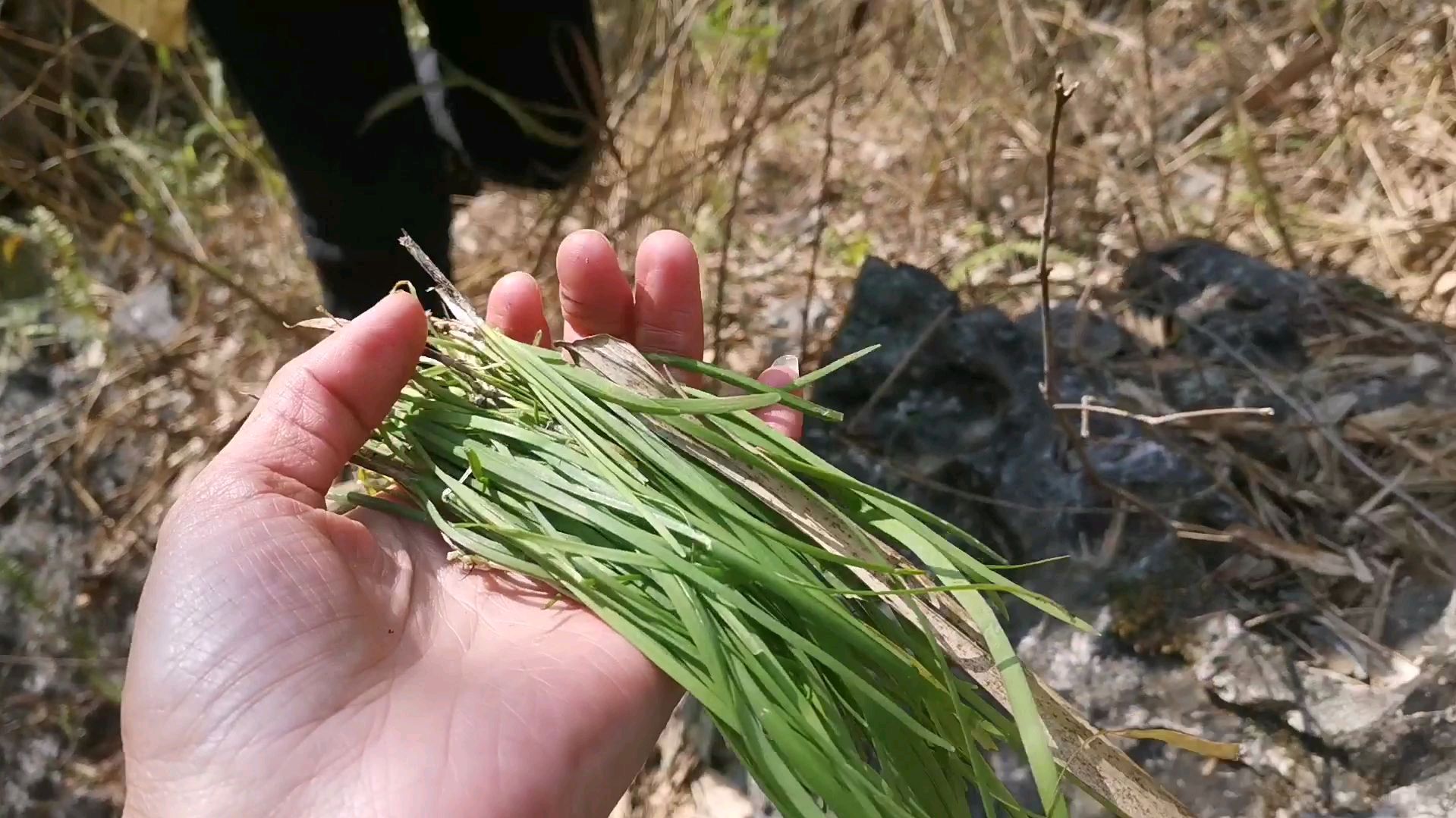 大山里到处都是野货,萍萍收获了一把野韭菜,用来做鸡蛋饼太香了
