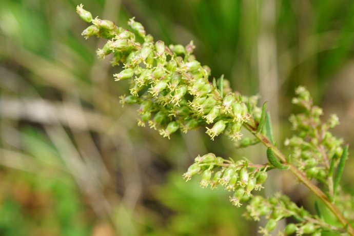 它一身香气,儿时用来喂猪,却是药食两用好野草,遇见可采回家