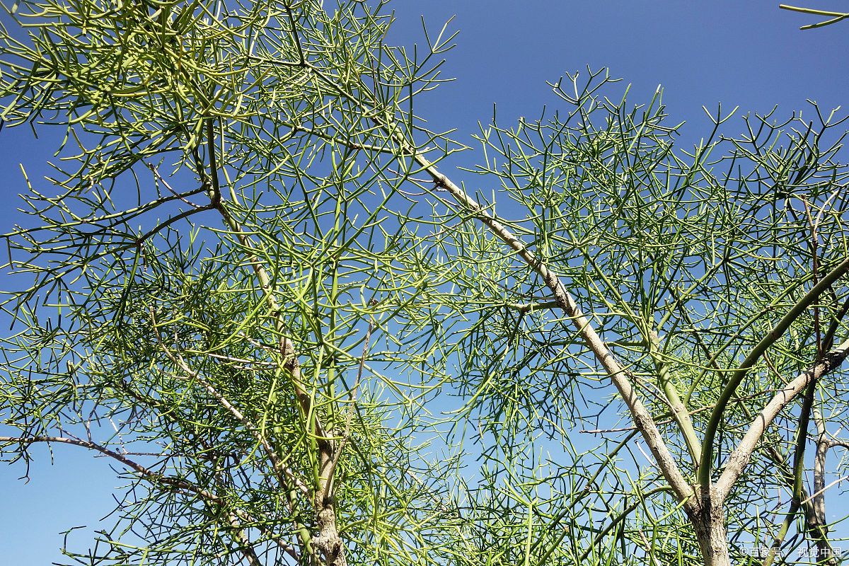 一种奇怪的植物——光棍树,只见枝干,不见叶