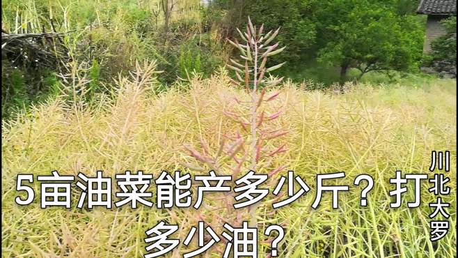 油菜收割季,四川小伙家种5亩油菜能产多少斤?小伙告诉你