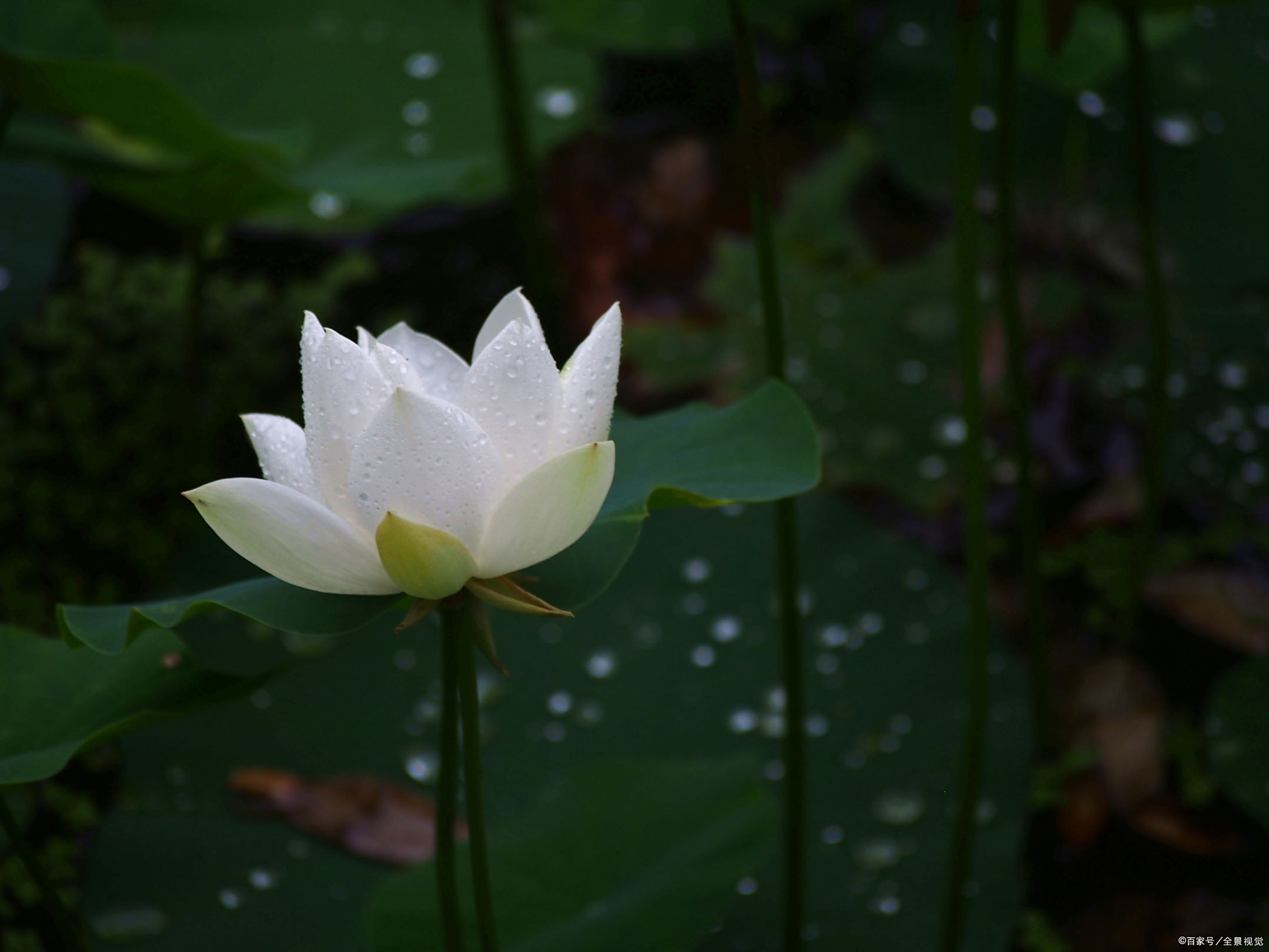 他曾经贬到九江做司马,在庐山上他看见过僧人种在池里的白莲花,他当时