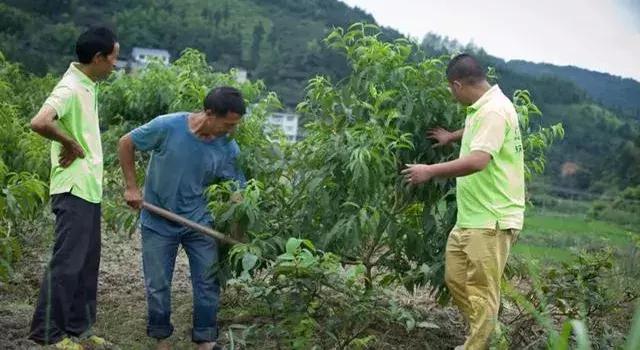 种植黄桃该注意什么