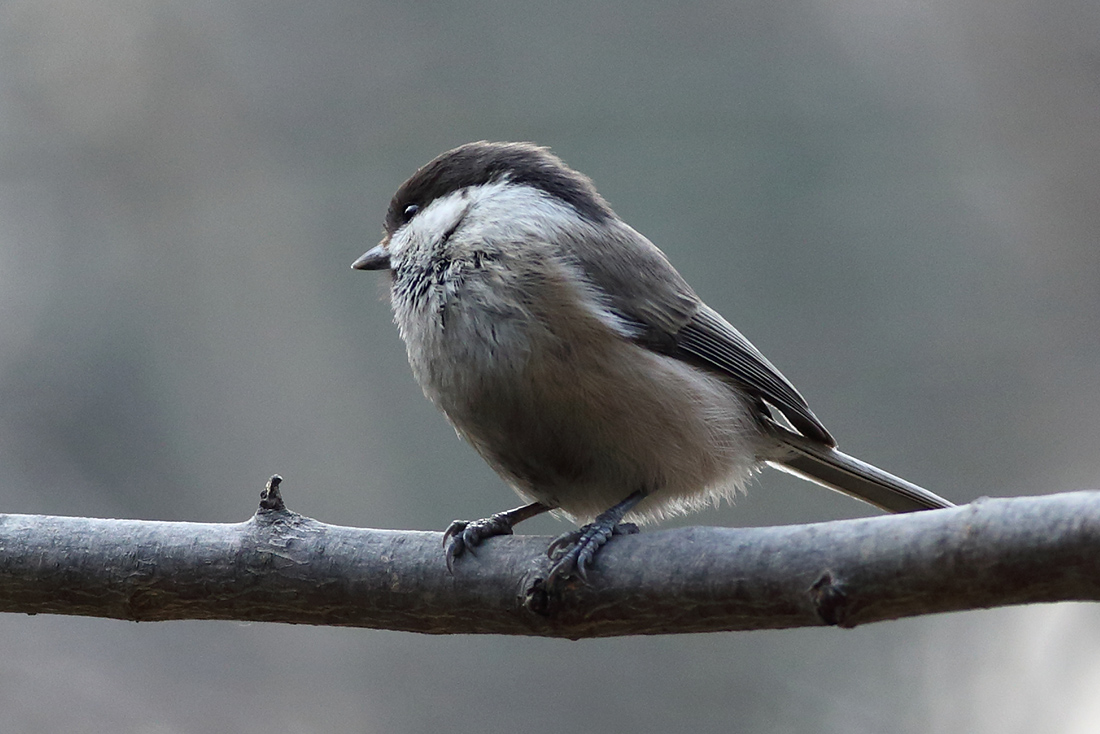 蹲守在灰头山雀出入的地方