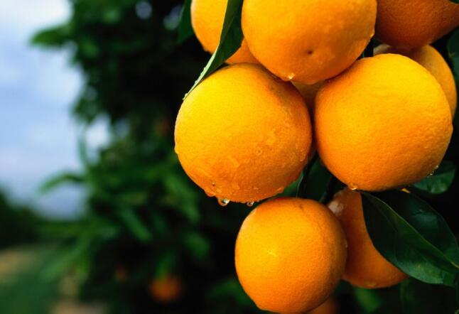 橙子在栽培过程中,应该注意哪些方面?下面是需要了解的