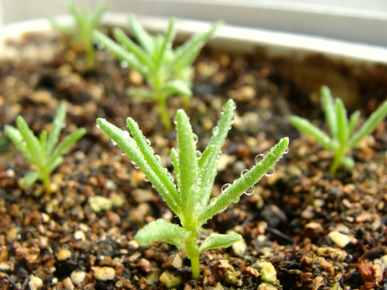 现在哪里有太阳花的苗卖 - 2020年最新商品信息聚合专区 - 百度爱采购