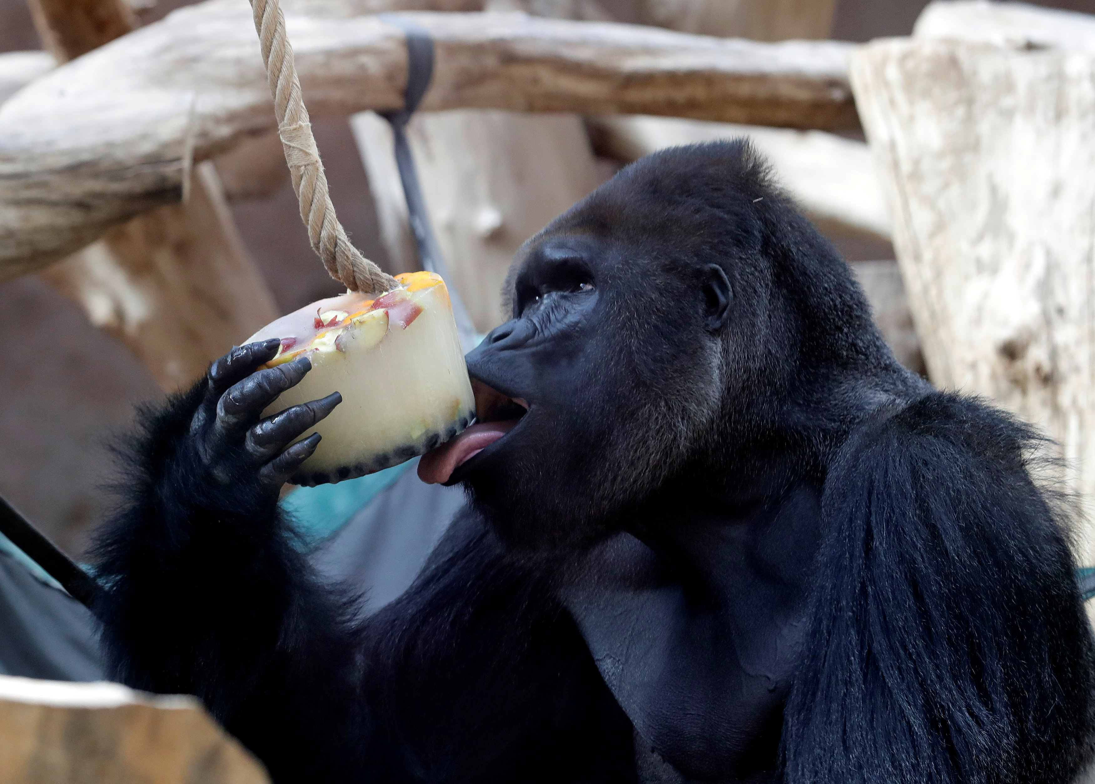 吃冰淇淋的大猩猩(7)