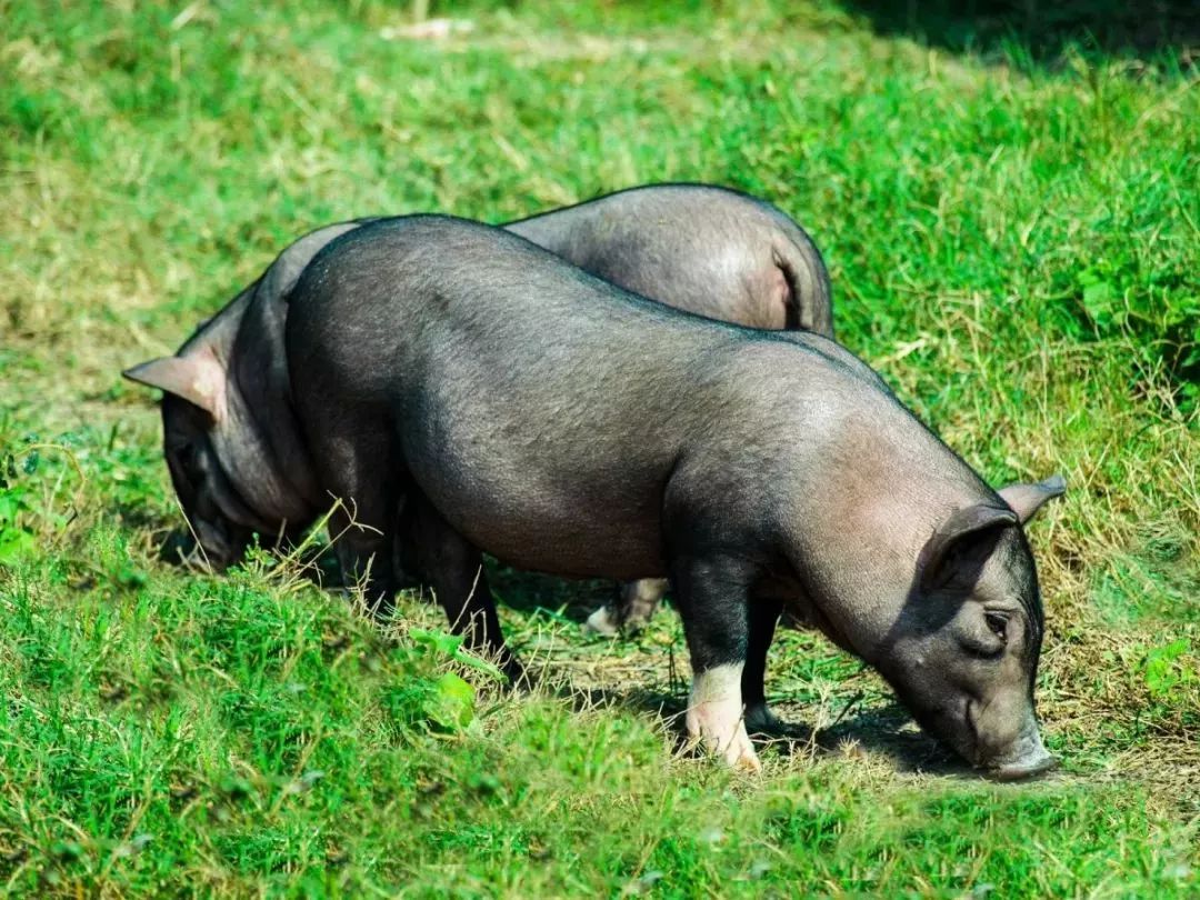海南猪品种图片