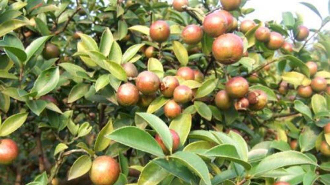 农村常见的山茶籽有什么作用和功效呢?