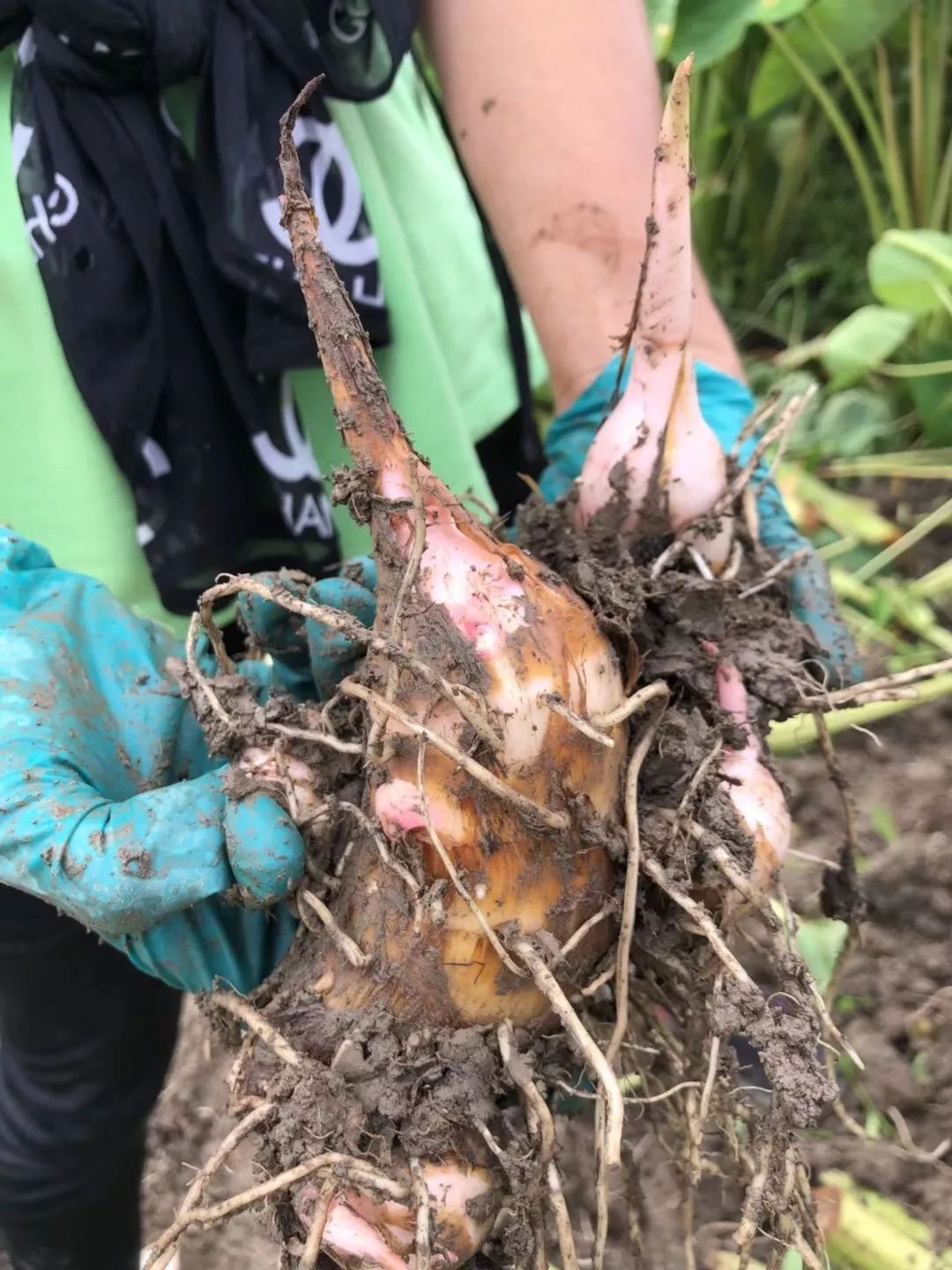 烧毛- 2020年最新商品信息聚合专区 - 百度爱采购