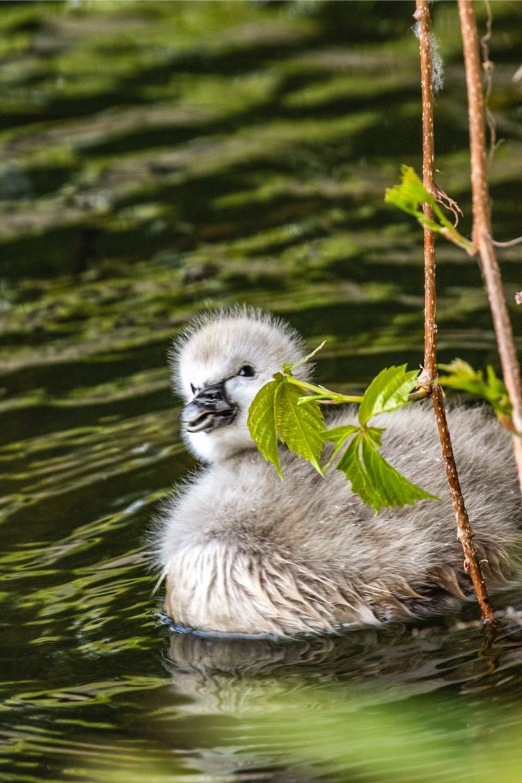 脖子最长的黑天鹅,小时候的颜色你见过吗?总之不是黑色