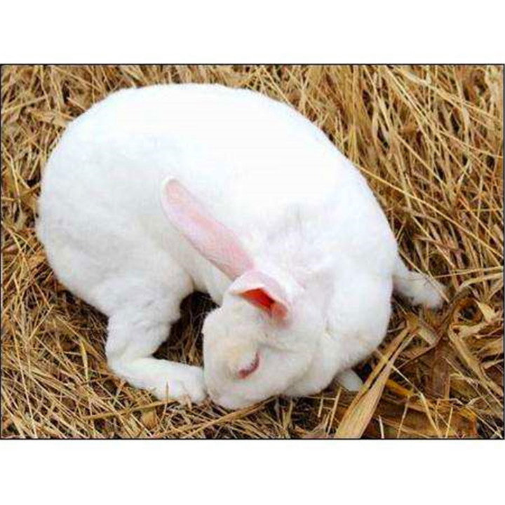 日本大耳兔最容易生的几种疾病,一定要了解治疗方法