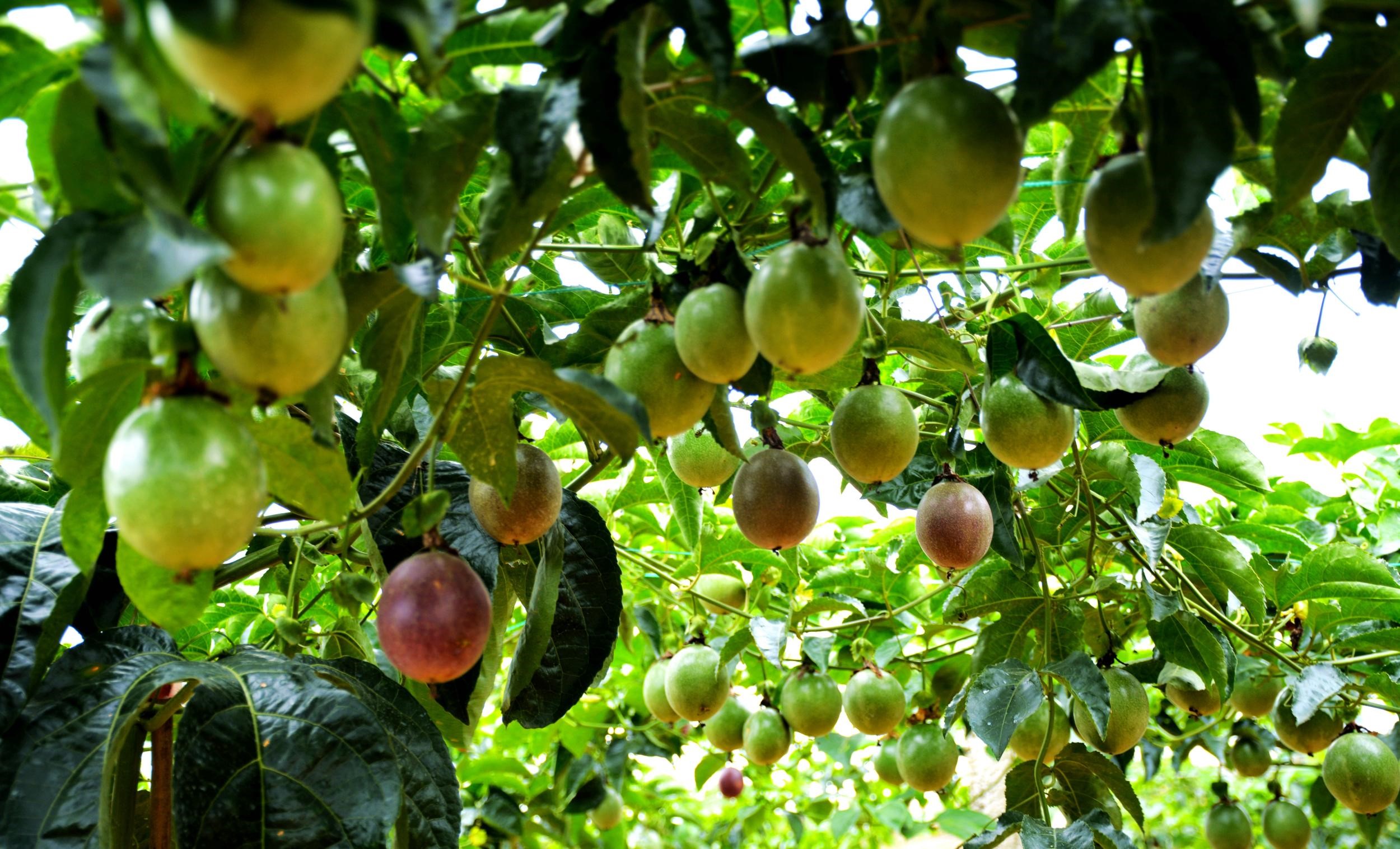 酸酸甜甜好水果,汁水诱人市场好,种植选择百香果就对了