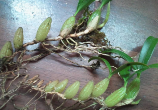 石崖边上的这种"怪绿豆",它可是特效的"感冒灵",你认识吗?