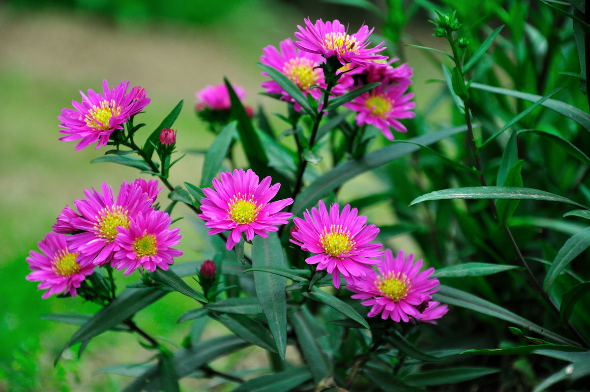 在日常生活中该如何养殖荷兰菊?在养护过程中我们应该注意这几点