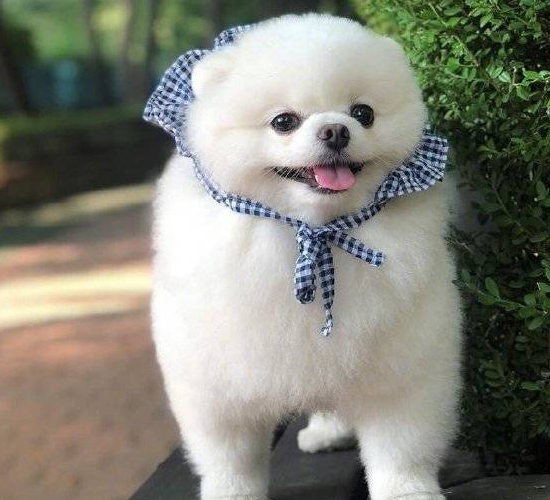 可爱呆萌的小狗狗精美图集照片,你爱了吗?