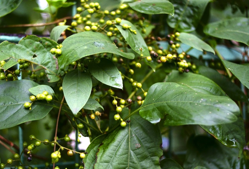 乡村一种叫"臭藤"的植物,许多人都不喜欢这东西,但药用价值高