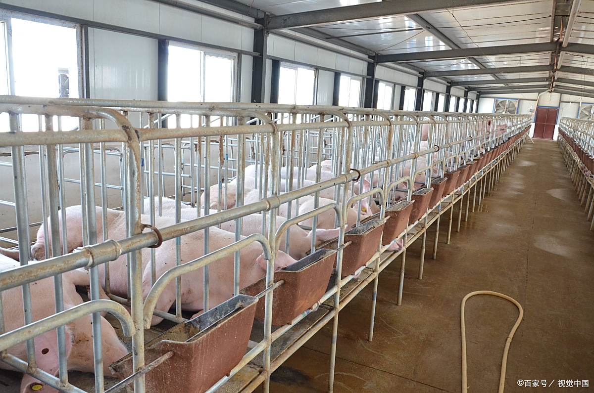 "高楼养猪"是养猪行业发展的新方向,养猪户说好处非常多