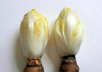 不过,这种芽球菊苣在我们中国还没有得到推广,目前也只有在几座城市里