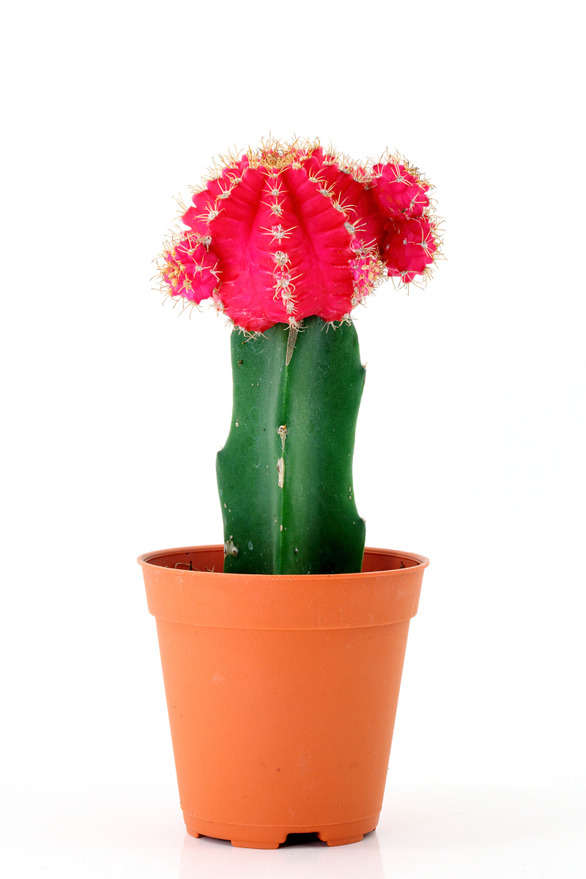 蟹爪兰是一种独特的植物,其生长环境需要精心挑选和营造.