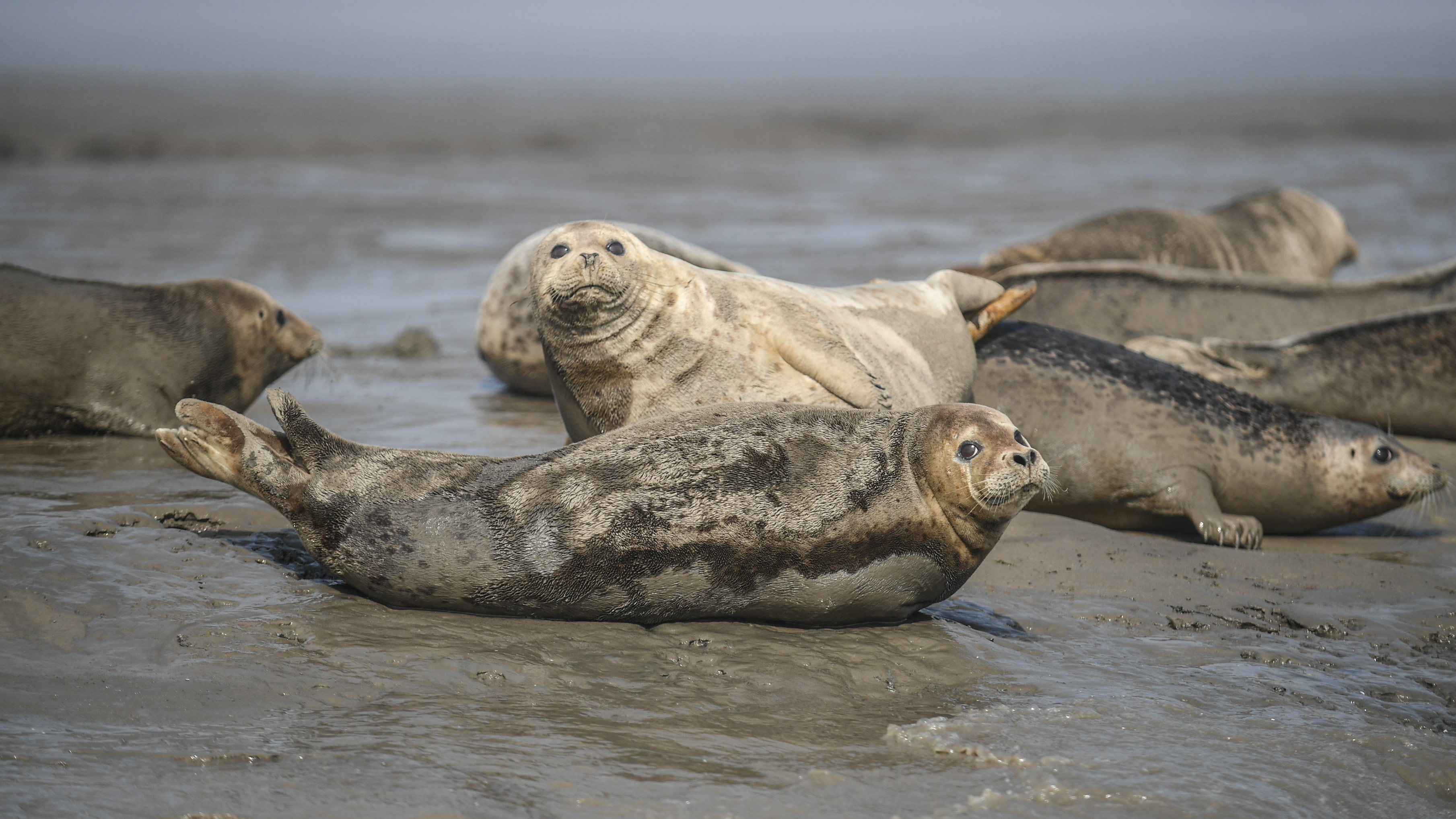 盘锦:斑海豹洄游栖息(2)