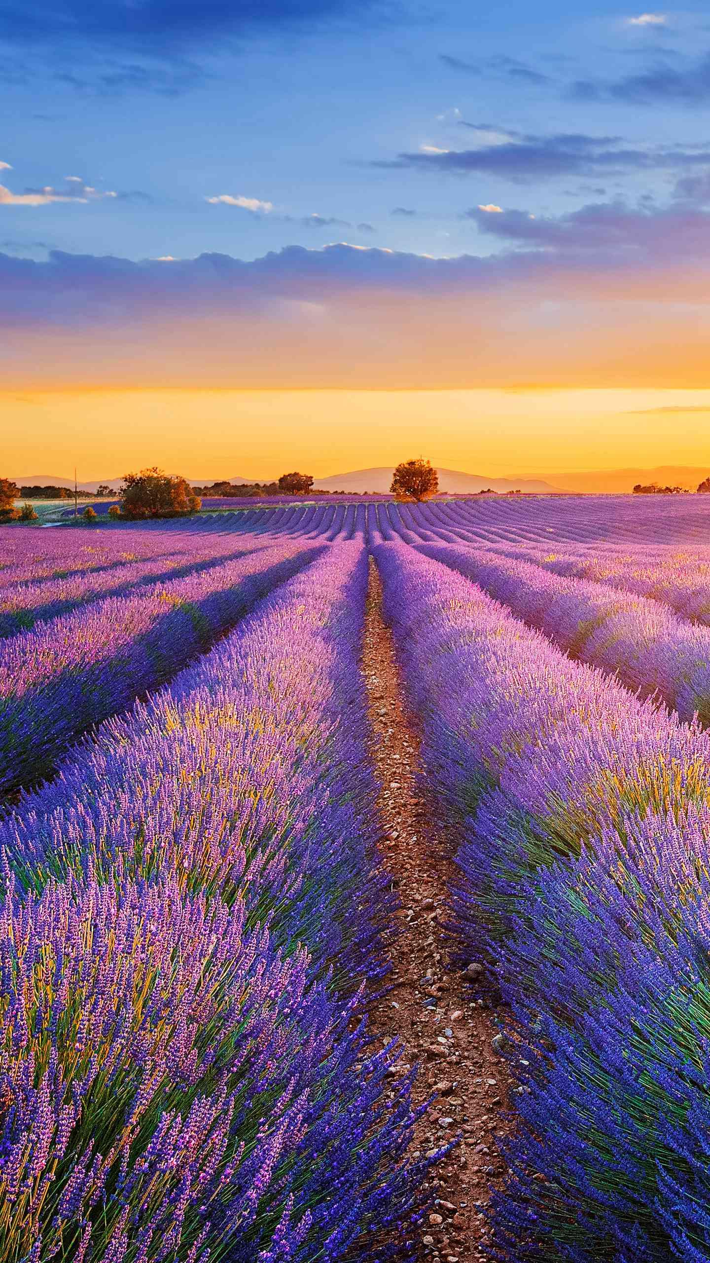 介入手术,心脏瓣膜修复过程