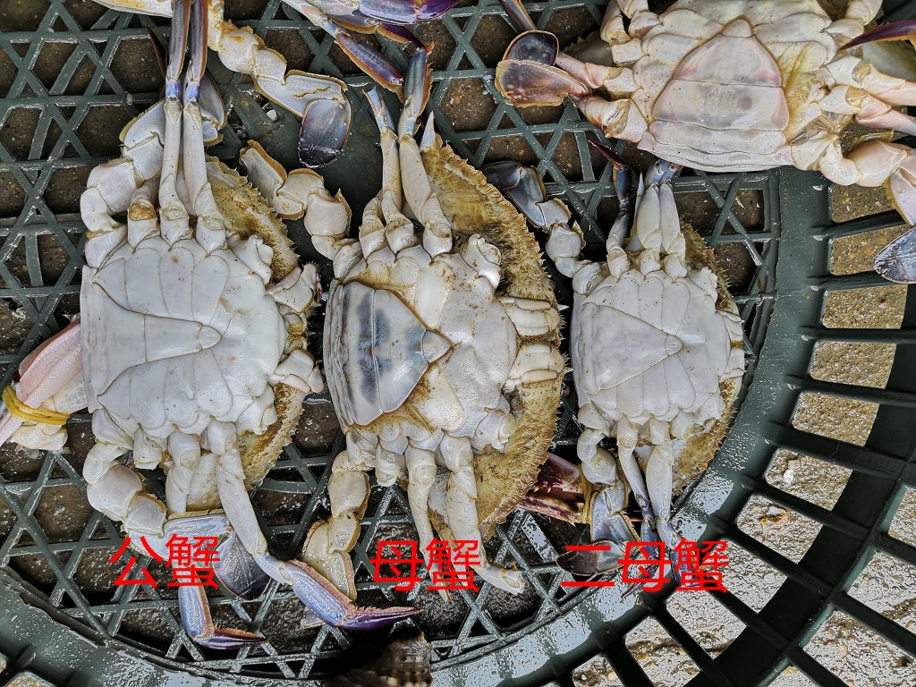 去市场买螃蟹,这样子区分公蟹,母蟹和二母蟹