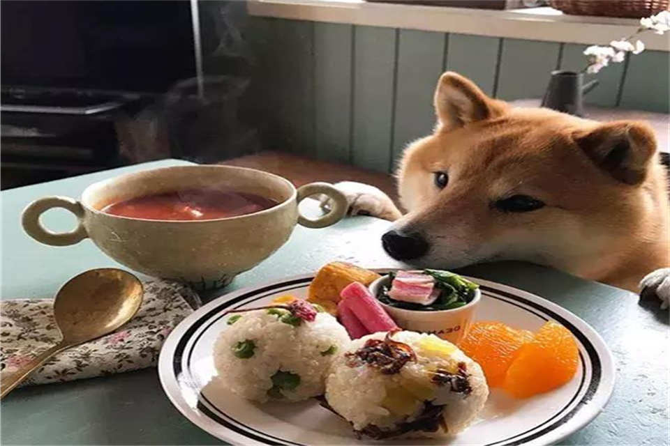 柴犬陪主人吃饭,狗子眼神望着饭菜都离不开了,网友:太可爱了!