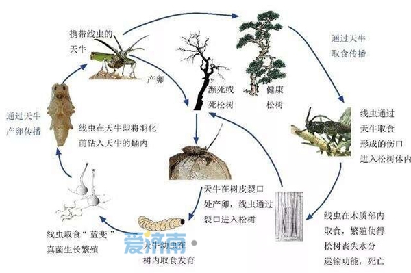 天牛生长过程图片