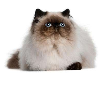 如何饲养喜马拉雅猫,跟我一起看看吧!