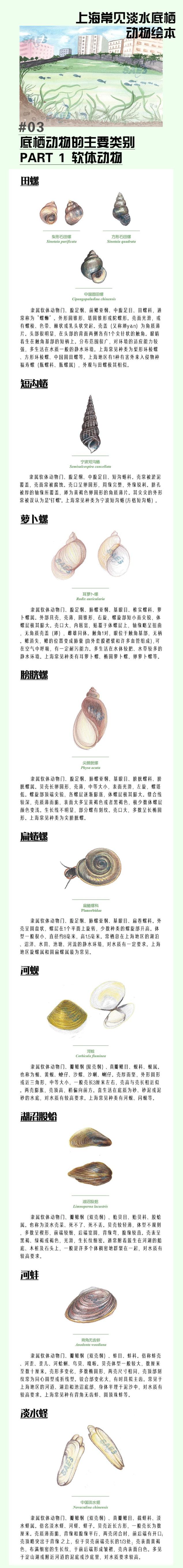探索 | 小龙虾,田螺,蟹…一起来认识上海常见淡水底栖动物吧!
