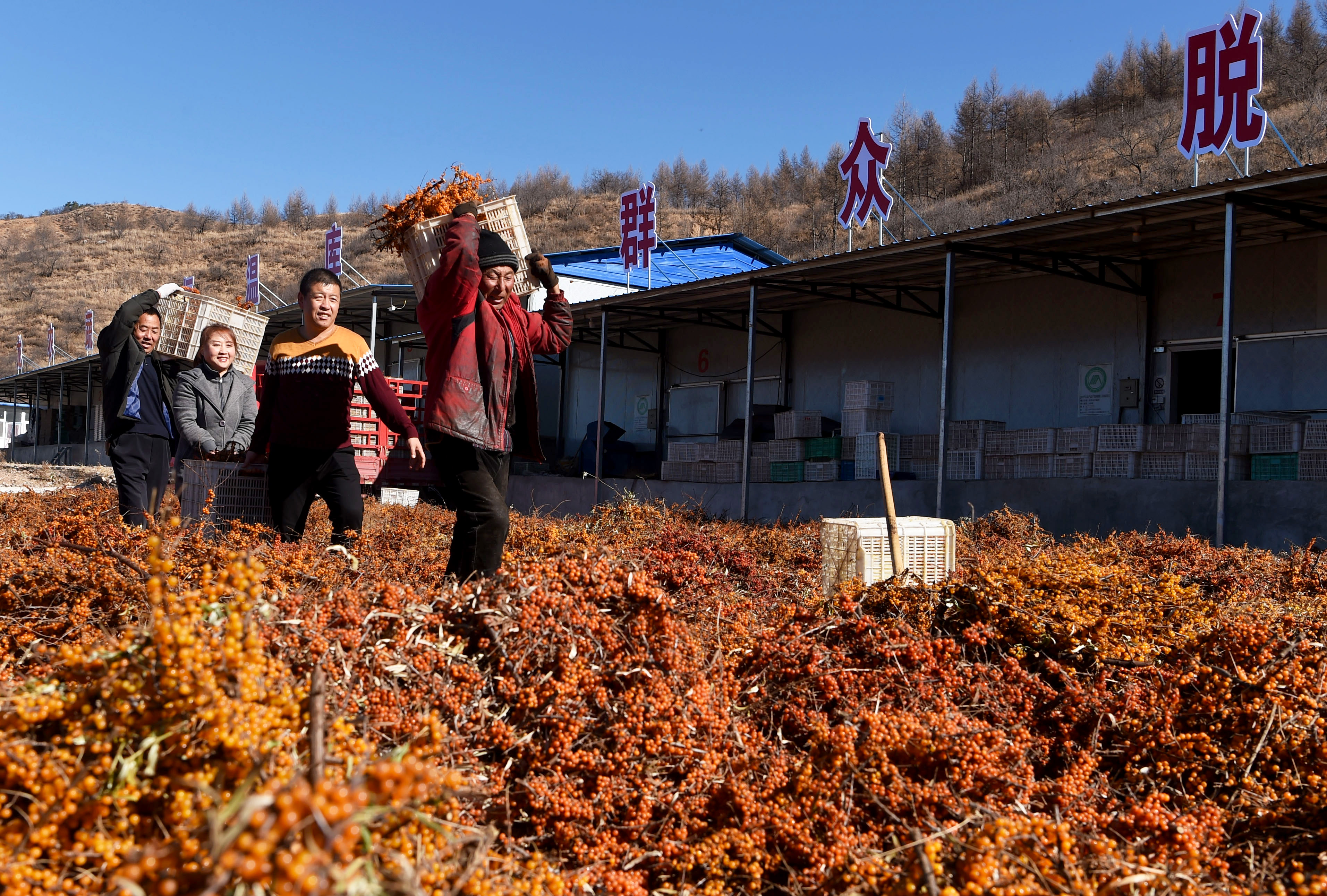小小沙棘果 拓宽致富路(2)