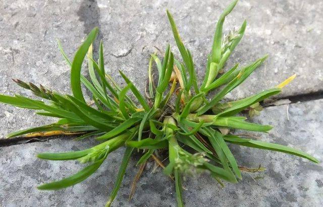 人称"踩不死",是农民的肉中刺,殊不知价值珍贵,一斤9元