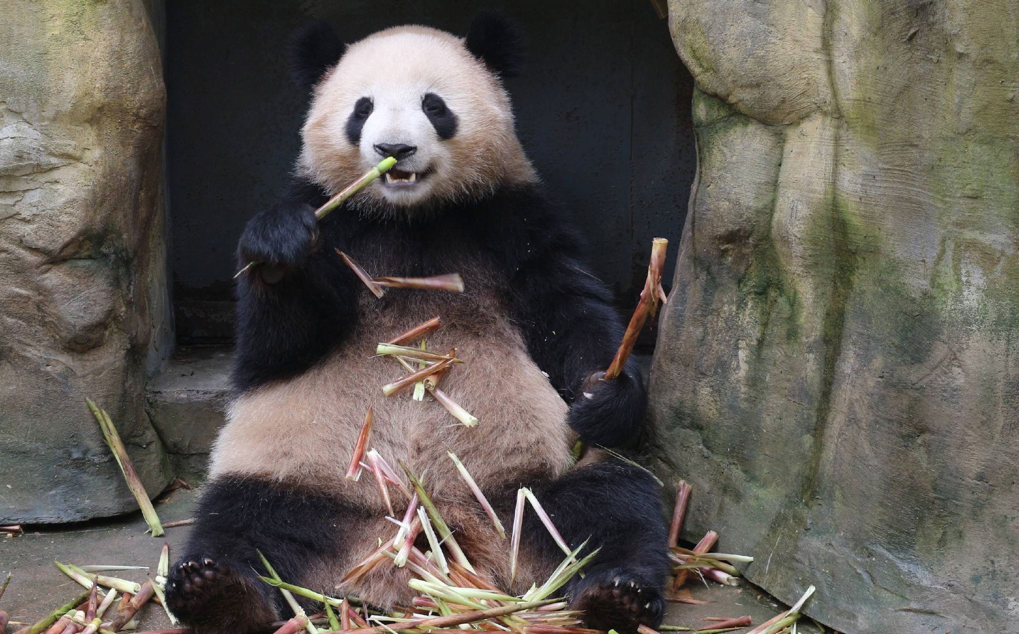 今天也是超级想吸大熊猫的一天啊!