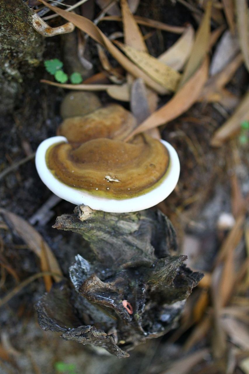 黑柄炭角菌食用方法图片