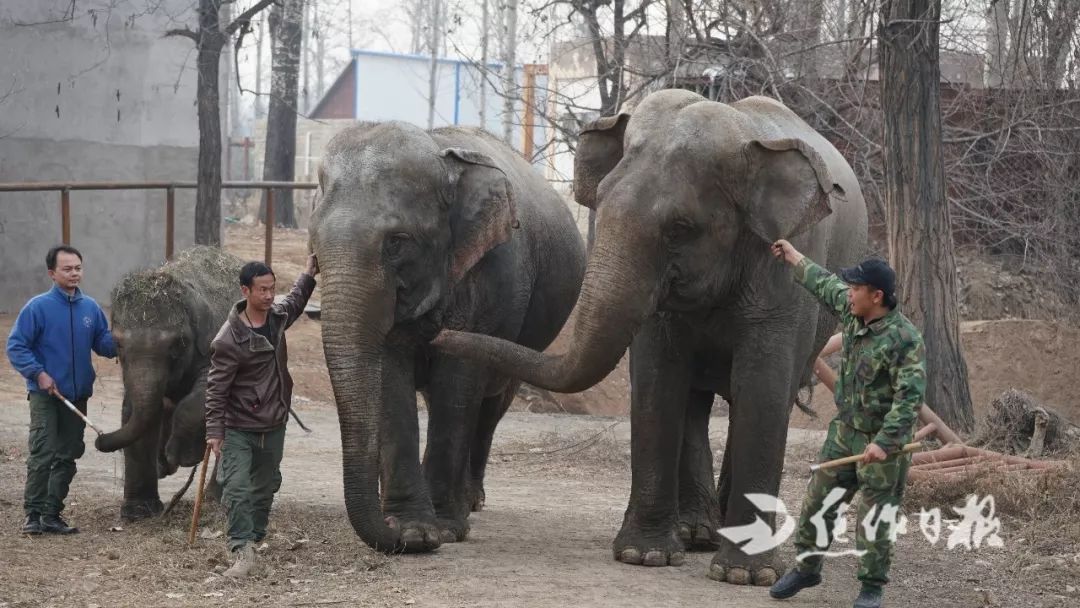 「熱點」丹頂鶴,黑天鵝,白虎……焦作森林動物園