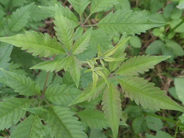 到处都潜藏着各种危险,比如毒蛇,毒草,猛兽,以及各种带刺的植物都是